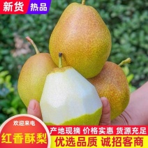 河北赵县红香酥梨大量上市品质保证量大优惠口感超甜