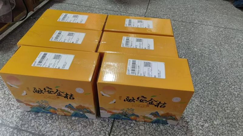 广西柳州融安县小金桔大量上市了，欢迎全国老板前来合作考察