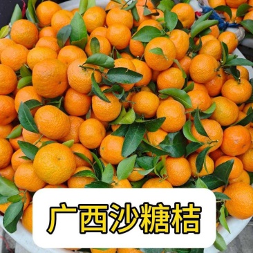 砂糖橘正宗武鸣沙糖桔一手货源商超电商供货代发全国市场