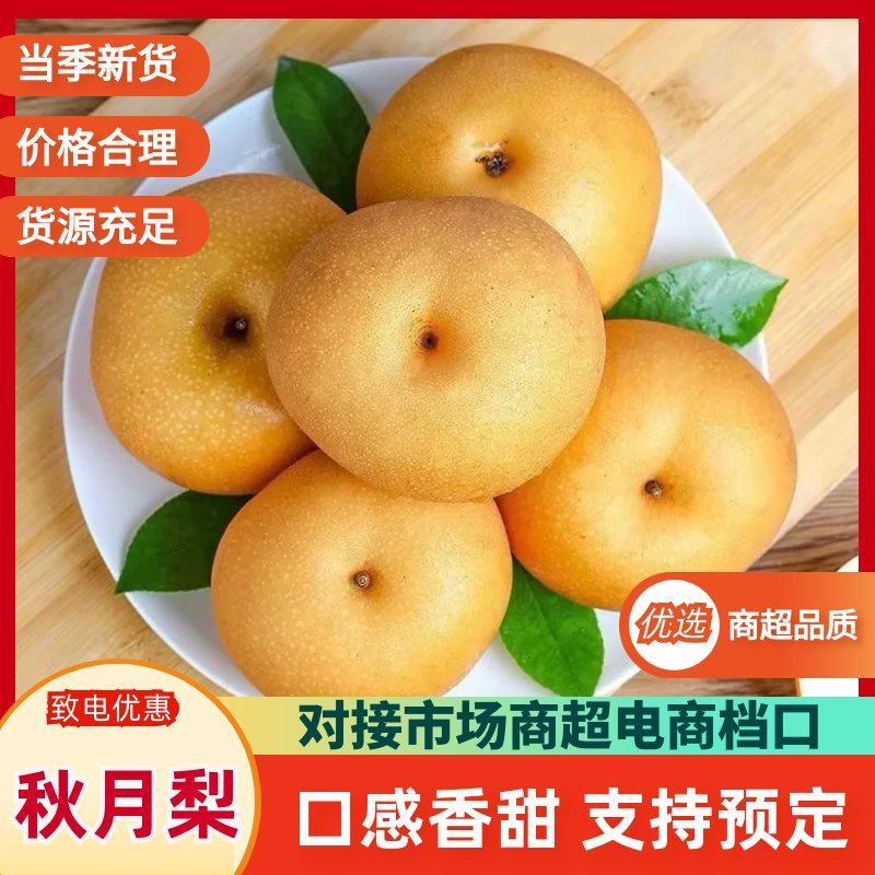 河北精品秋月梨大小均匀清脆可口规格齐全品质保证