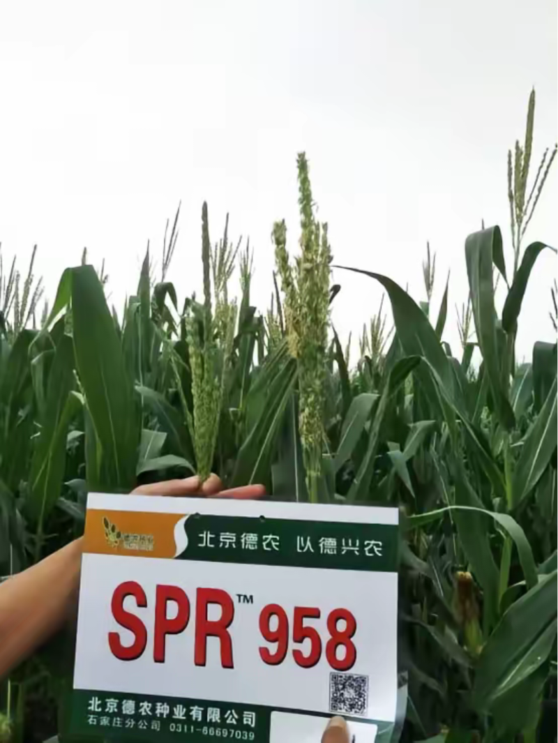 北京德农郑单958SPR升级版大田大户4400粒/袋国审