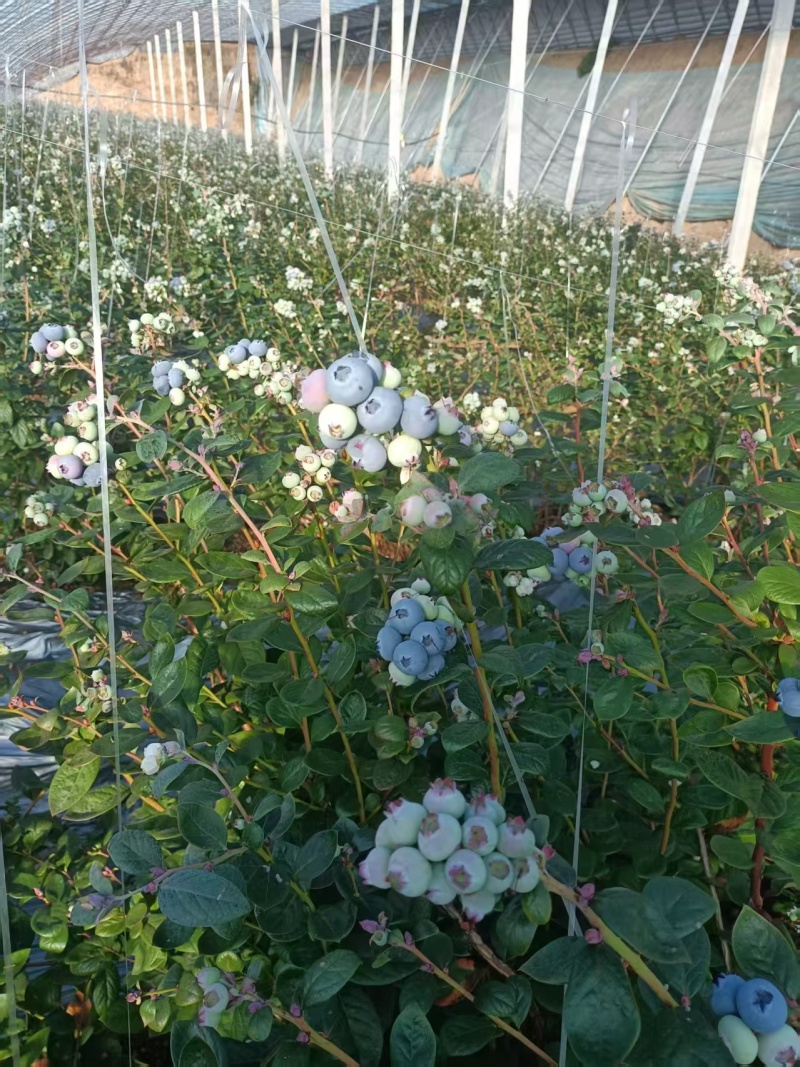 日照莒县F6蓝莓早熟品种脆甜多汁品质保证全国批发