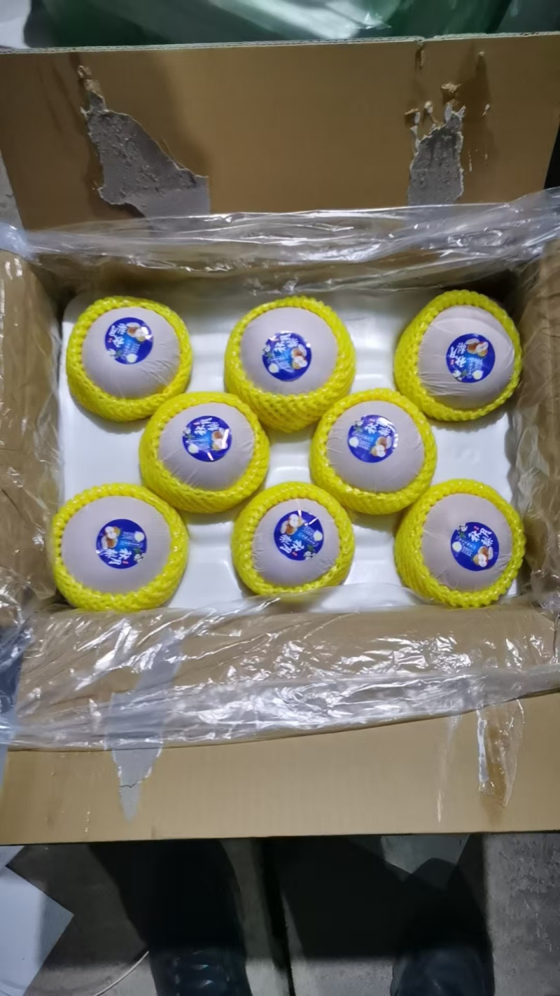 河北精品秋月梨大小均匀清脆可口规格齐全品质保证