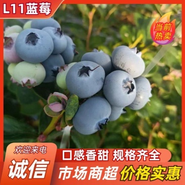 莒县L11蓝莓口感脆甜硬度高耐储存欢迎来电咨询
