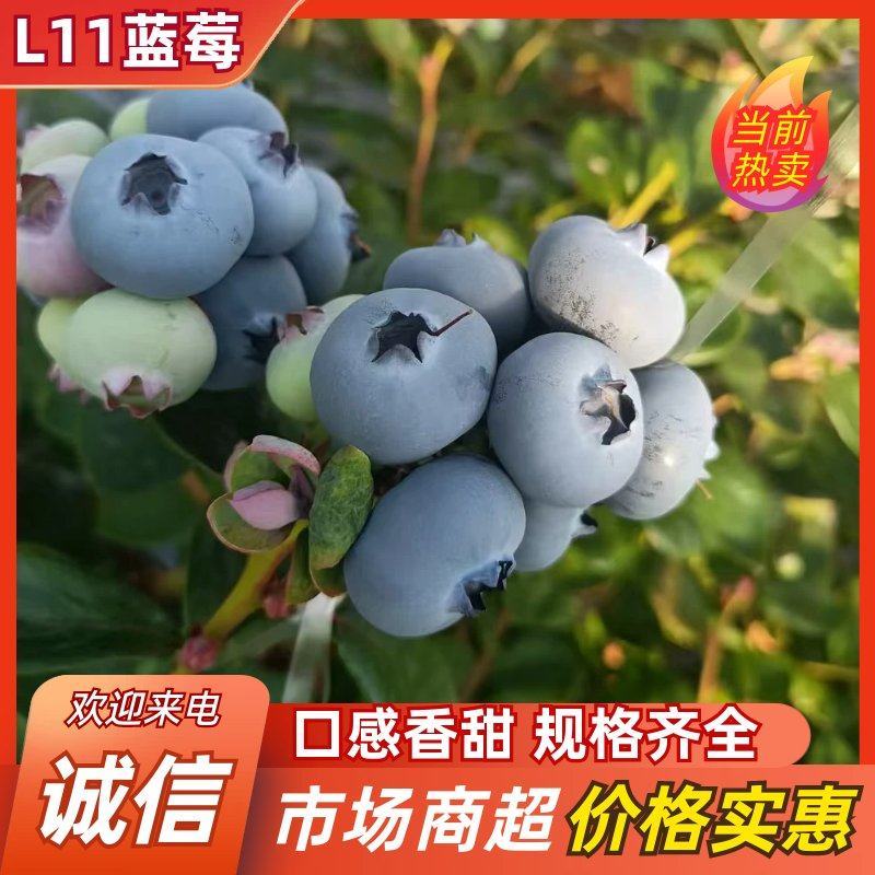 莒县L11蓝莓口感脆甜硬度高耐储存欢迎来电咨询
