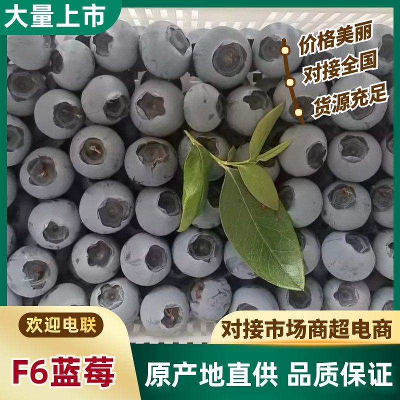 日照莒县F6蓝莓早熟品种脆甜多汁品质保证全国批发