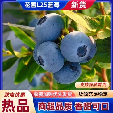 莒县花香L25蓝莓果大脆甜香气浓郁对接市场商超团购
