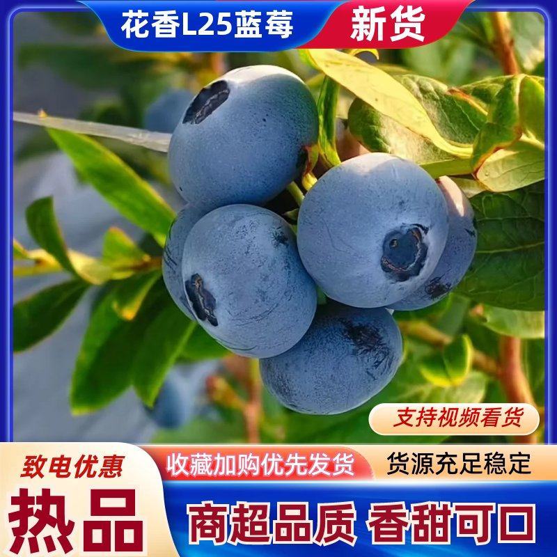 莒县花香L25蓝莓果大脆甜香气浓郁对接市场商超团购