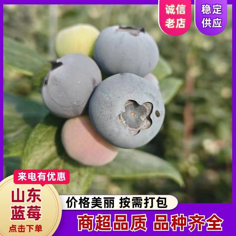 【山东莒县T蓝莓】果粉厚甜度高产地直发质量保证