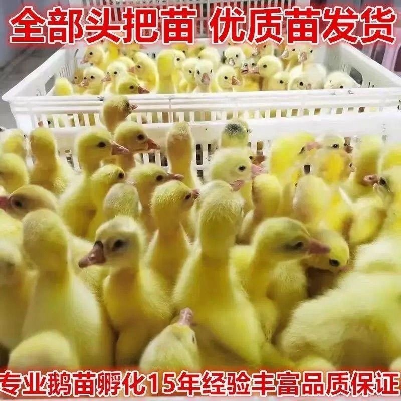 大白鹅苗