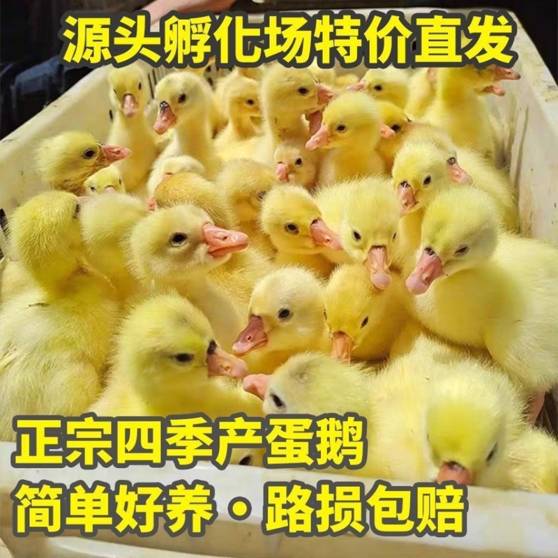 大白鹅苗