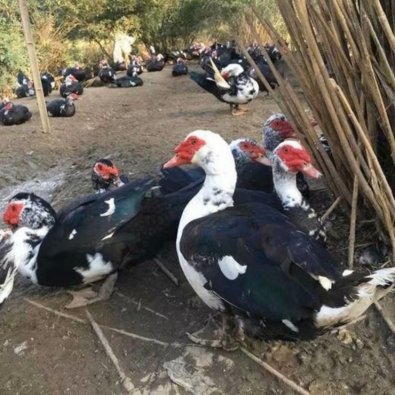 正宗番鸭苗