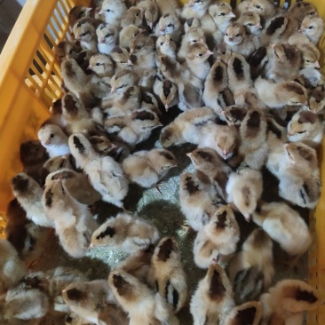 青脚鸡苗