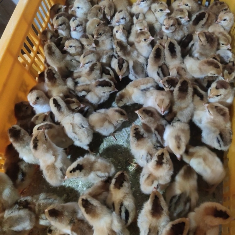 青脚鸡苗
