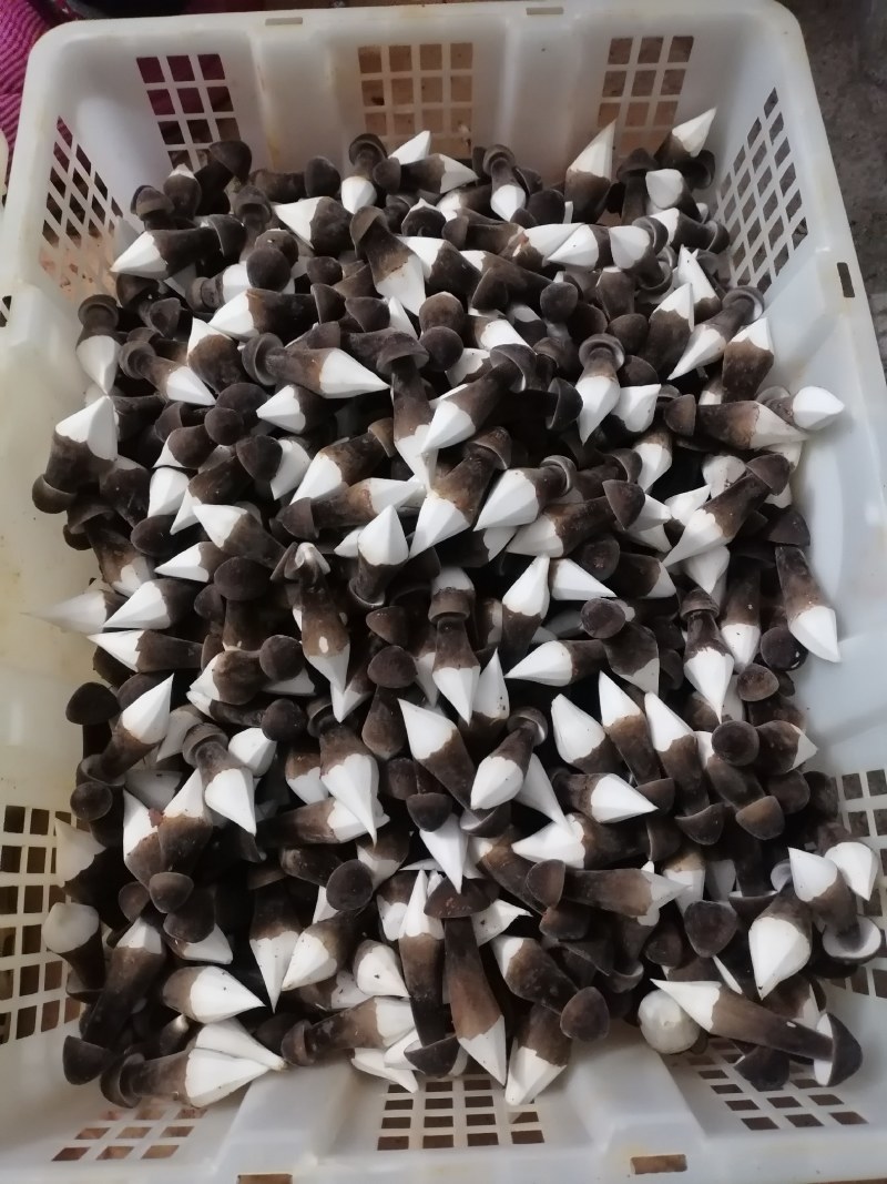 黑皮鸡枞菌基地直发