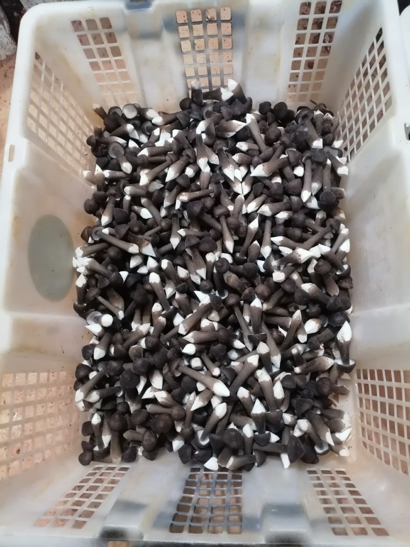 黑皮鸡枞菌基地直发