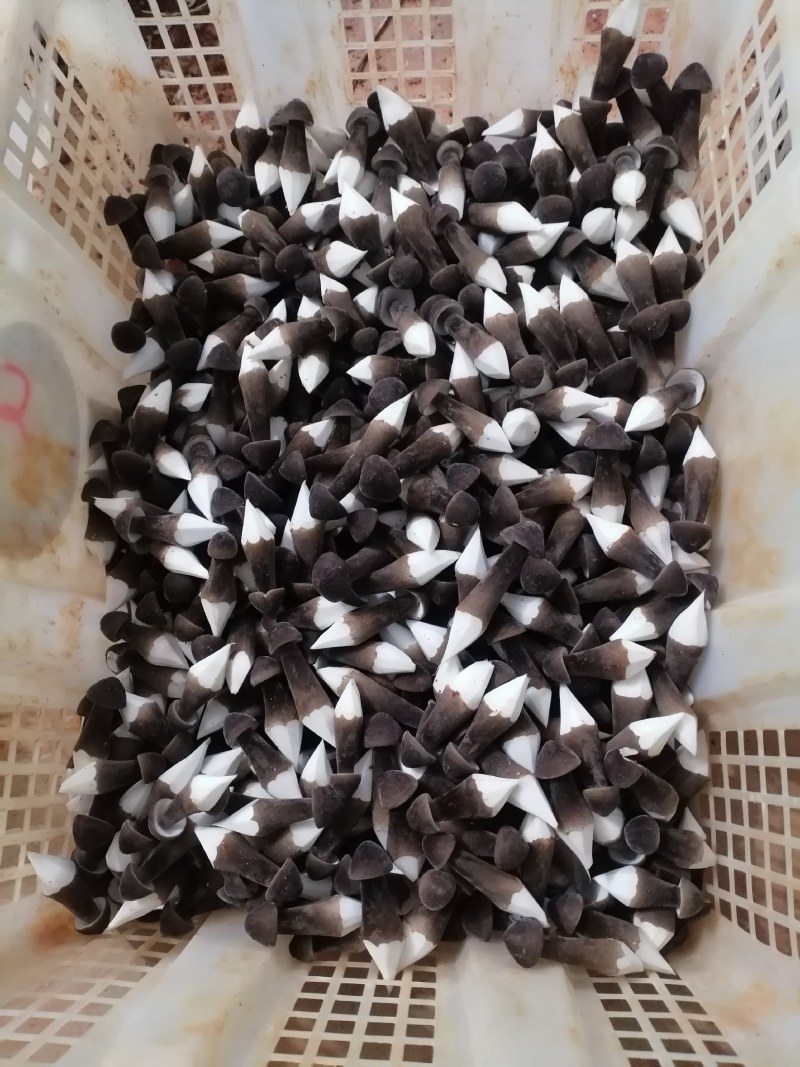 黑皮鸡枞菌基地直发