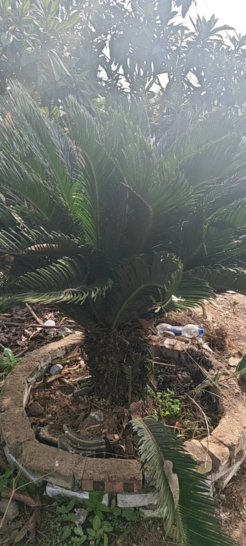 10年龄铁树
