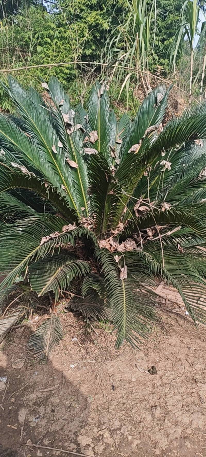 10年龄铁树