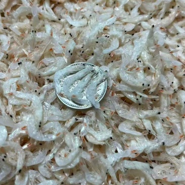 300件一次性出货，舟山淡干虾皮。