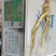 林下参10年以上子货，精品木盒，送礼**，经济实惠