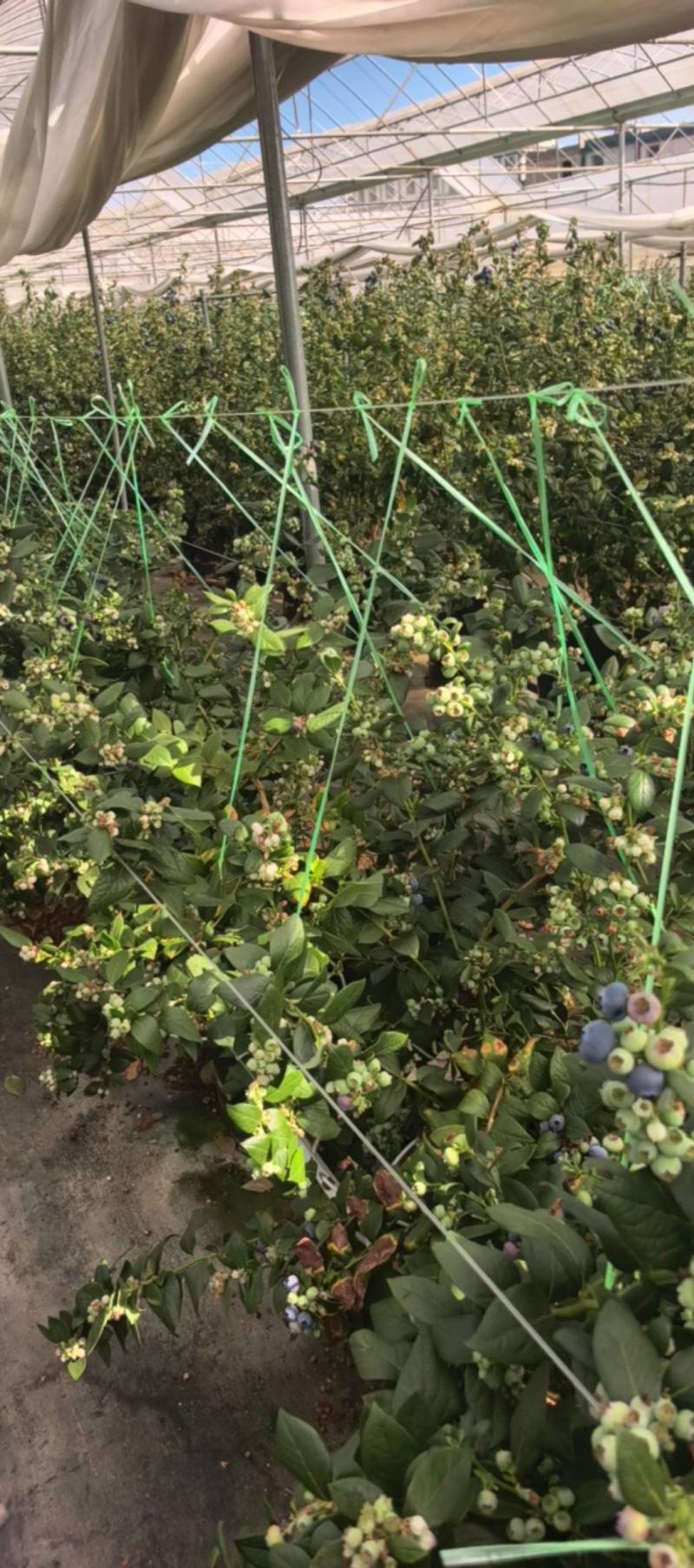 云南澄江花香蓝莓