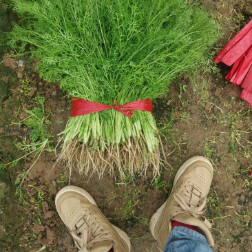饶阳连根拔的鲜茴香