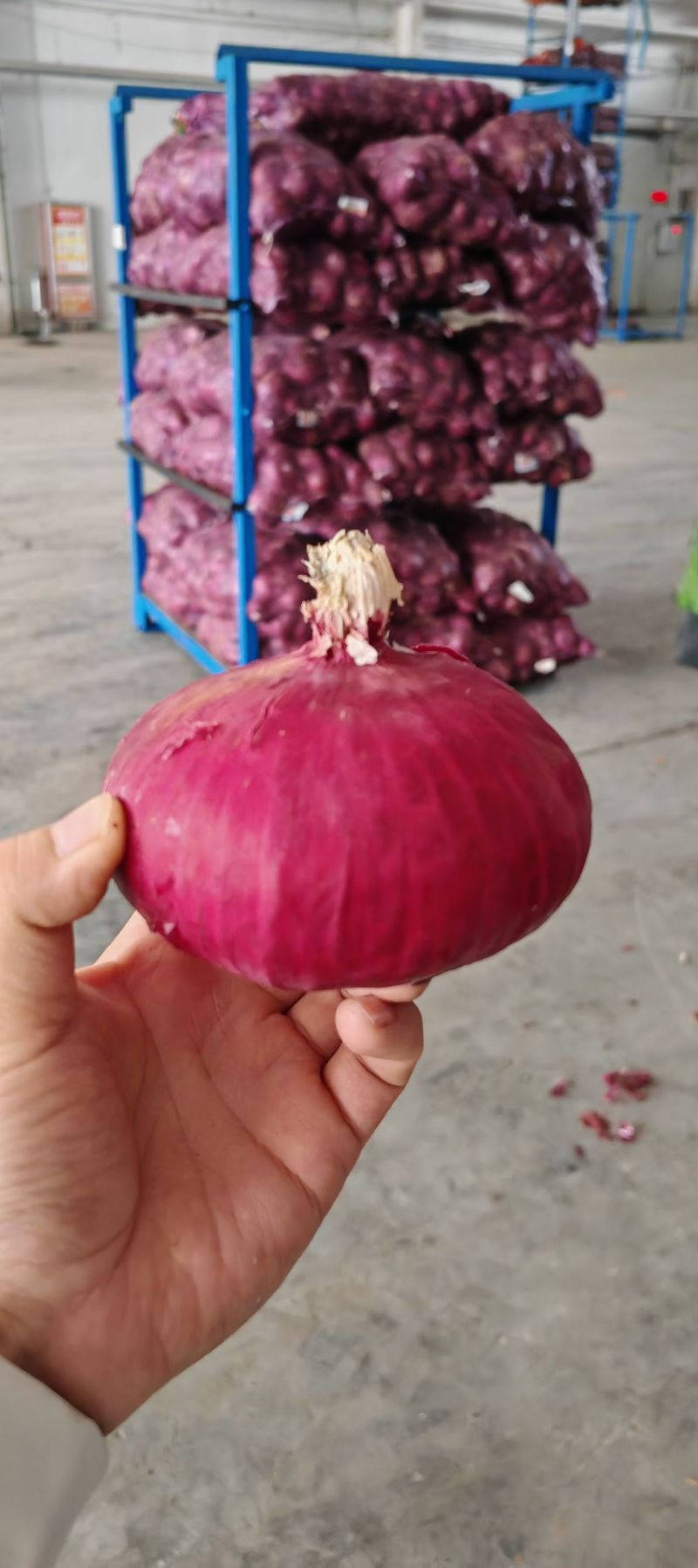 山东红皮葱紫皮葱黄皮葱产地大量供应食品厂葱缅甸葱商超对接