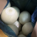 山东红皮葱紫皮葱黄皮葱产地大量供应食品厂葱缅甸葱商超对接