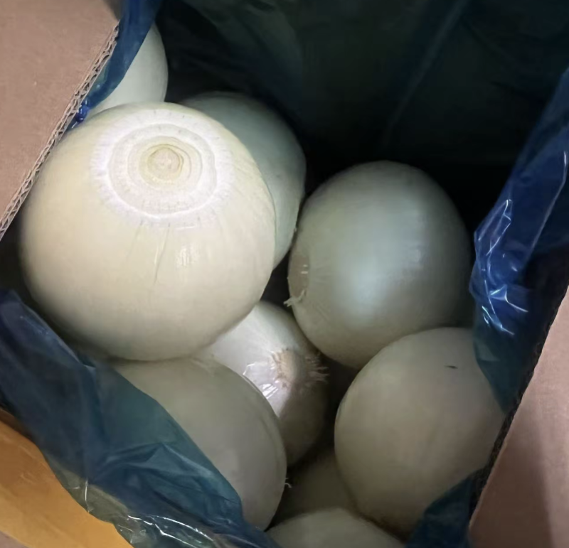 山东红皮葱紫皮葱黄皮葱产地大量供应食品厂葱缅甸葱商超对接