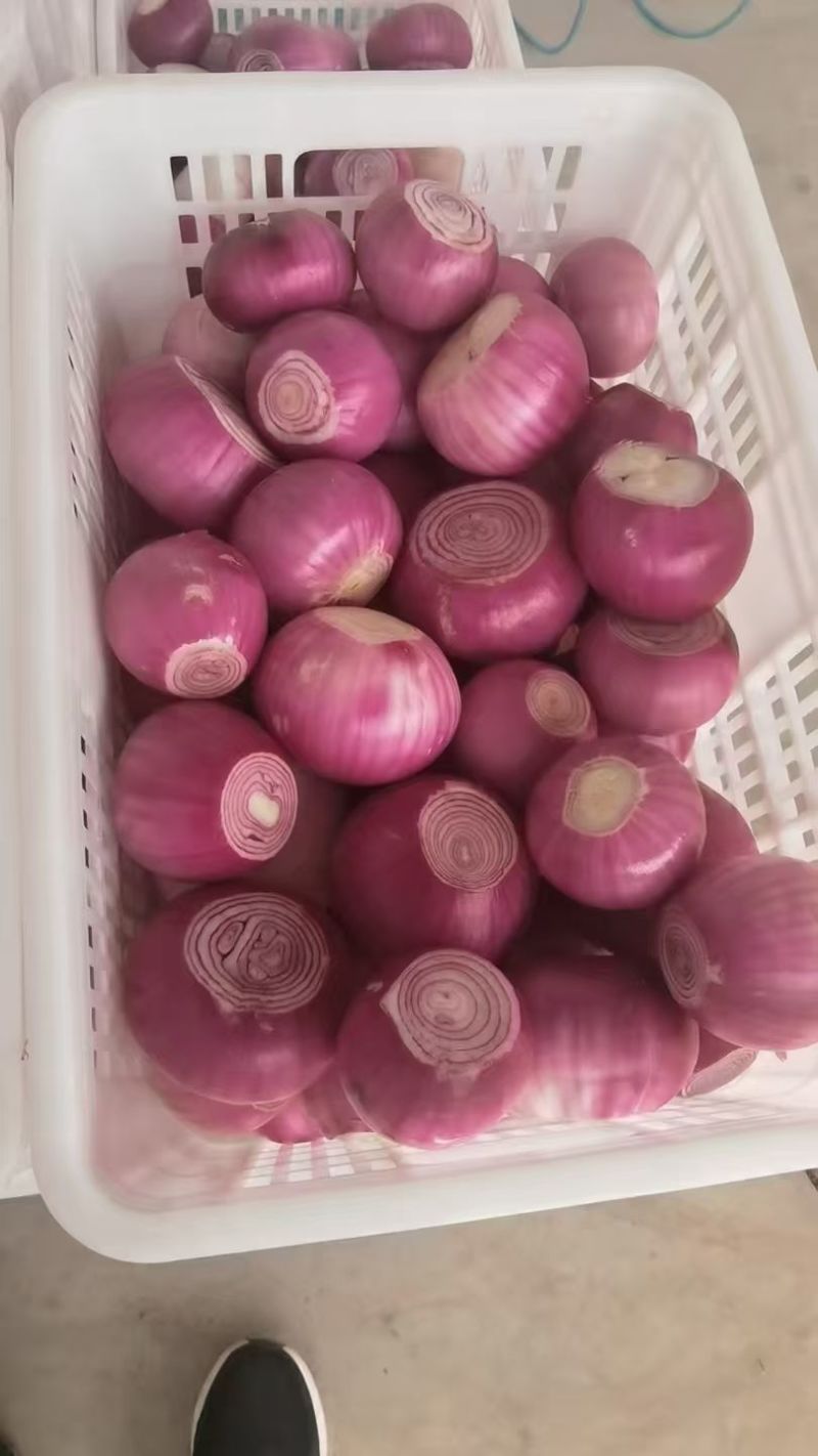 山东红皮葱紫皮葱黄皮葱产地大量供应食品厂葱缅甸葱商超对接