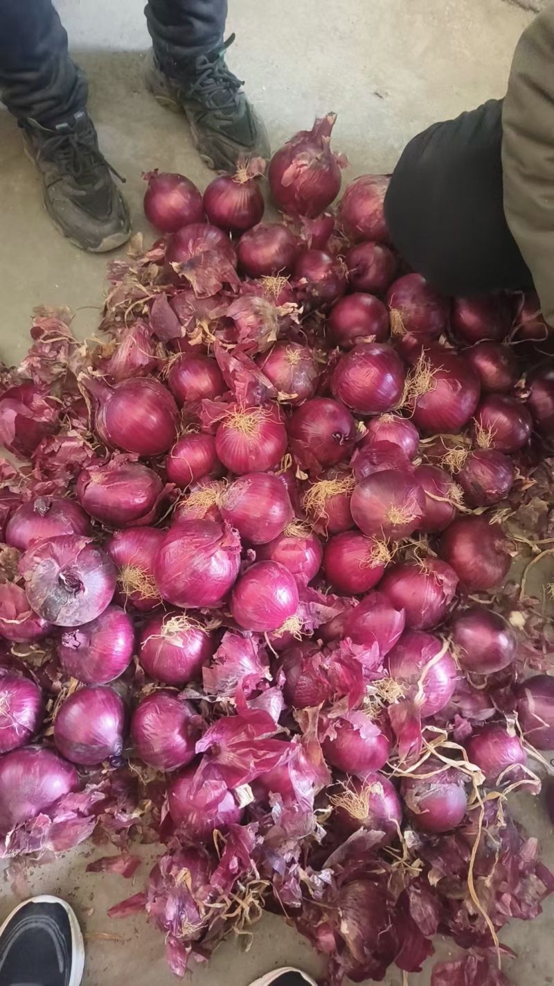山东红皮葱紫皮葱黄皮葱产地大量供应食品厂葱缅甸葱商超对接