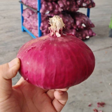 山东红皮葱紫皮葱黄皮葱产地大量供应食品厂葱缅甸葱商超对接