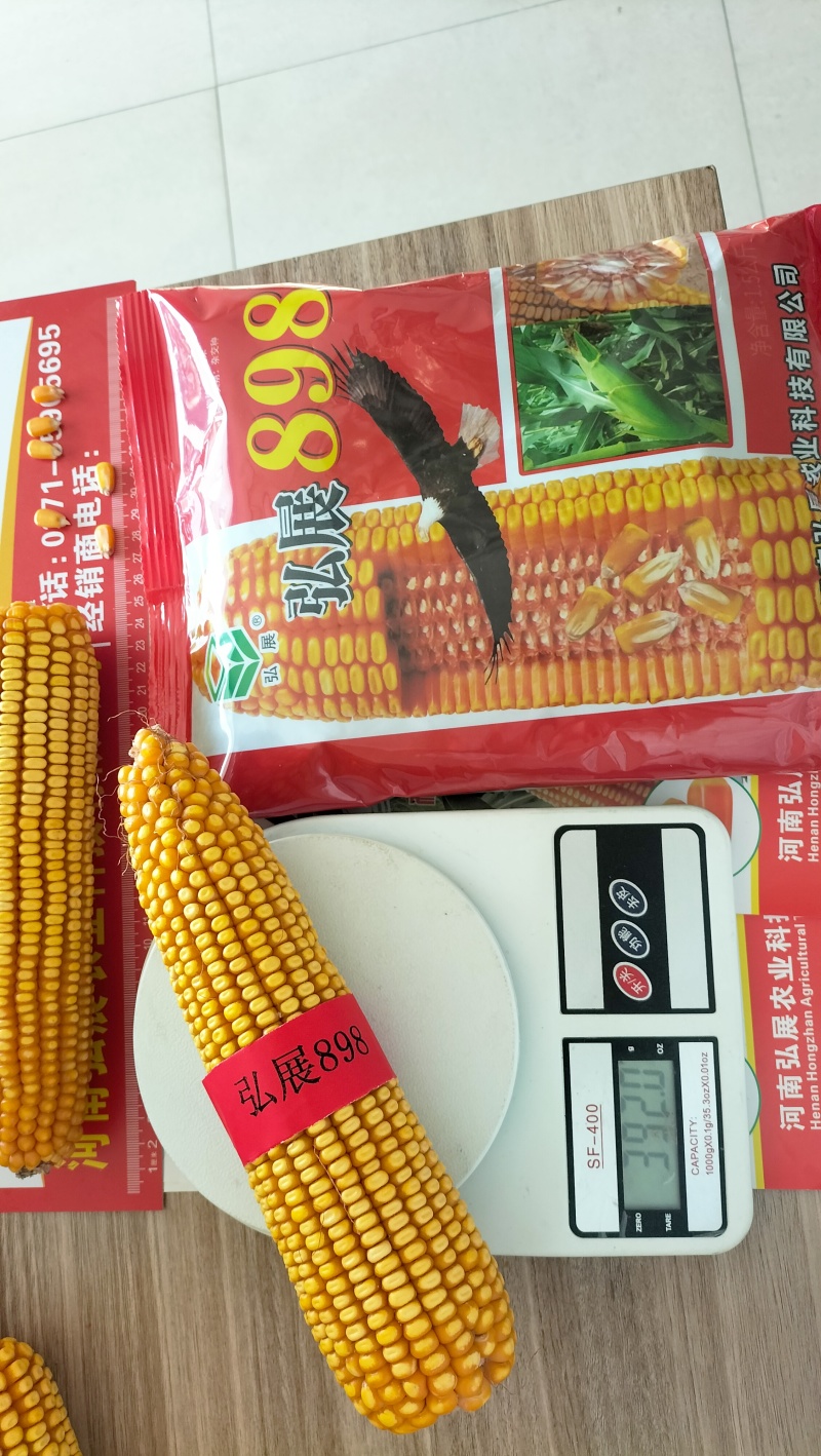 高产玉米种子大棒抗青枯抗锈抗抗穗腐黄金粮品质好