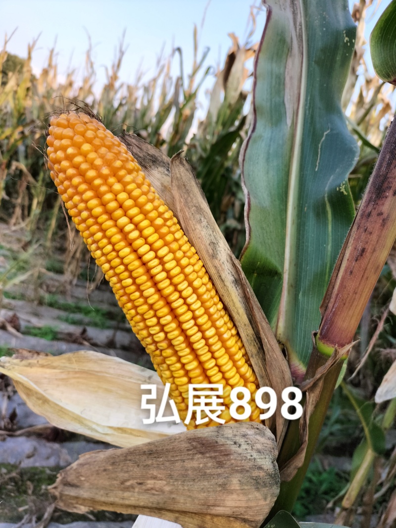 高产玉米种子大棒抗青枯抗锈抗抗穗腐黄金粮品质好