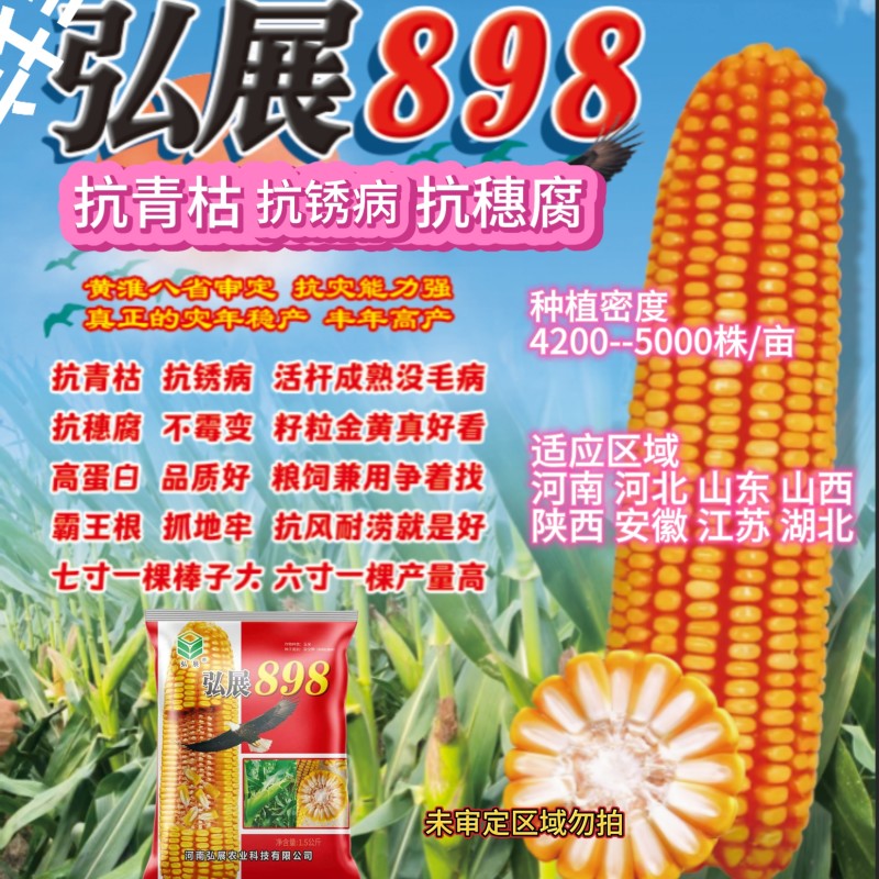 高产玉米种子大棒抗青枯抗锈抗抗穗腐黄金粮品质好
