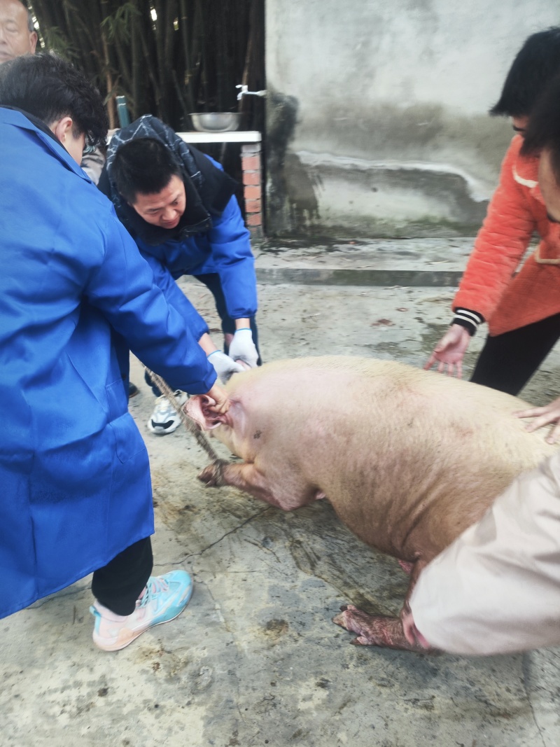 来，杀年猪！请你喝爆猪汤！炀爆猪的汤油漂漂的，油大得很！
