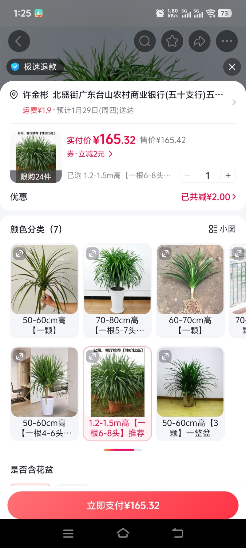 龙血树一米五高电商好物花场发货