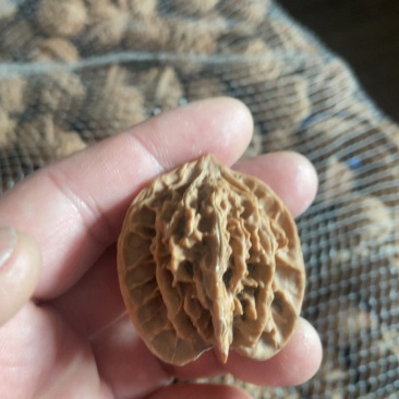 盘山公子帽5毛一个，产地直发，品质保障，有售后