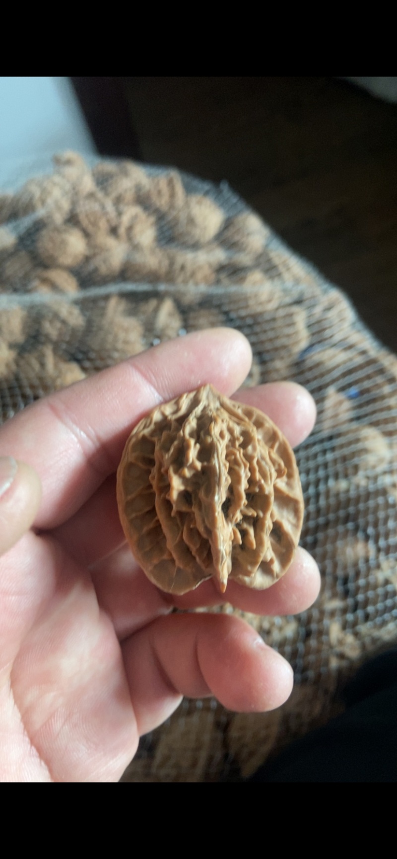 盘山公子帽5毛一个，产地直发，品质保障，有售后