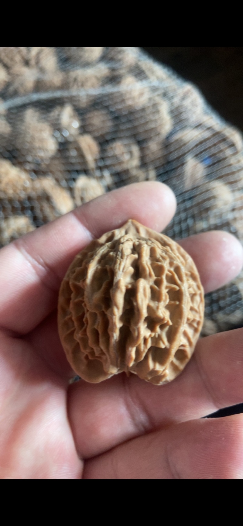 盘山公子帽5毛一个，产地直发，品质保障，有售后