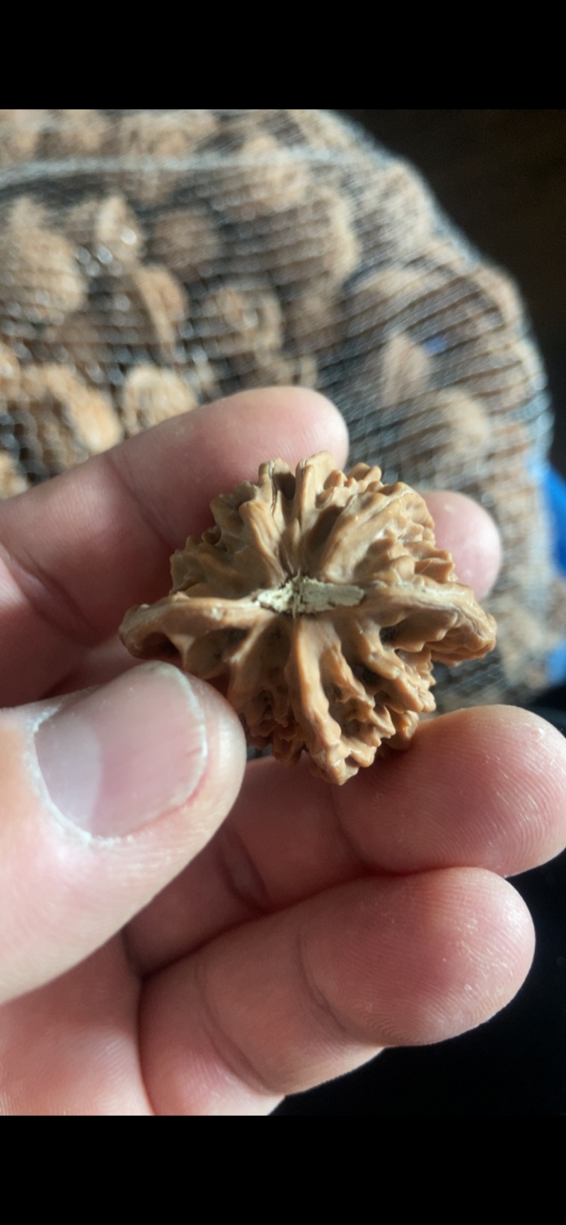 盘山公子帽5毛一个，产地直发，品质保障，有售后