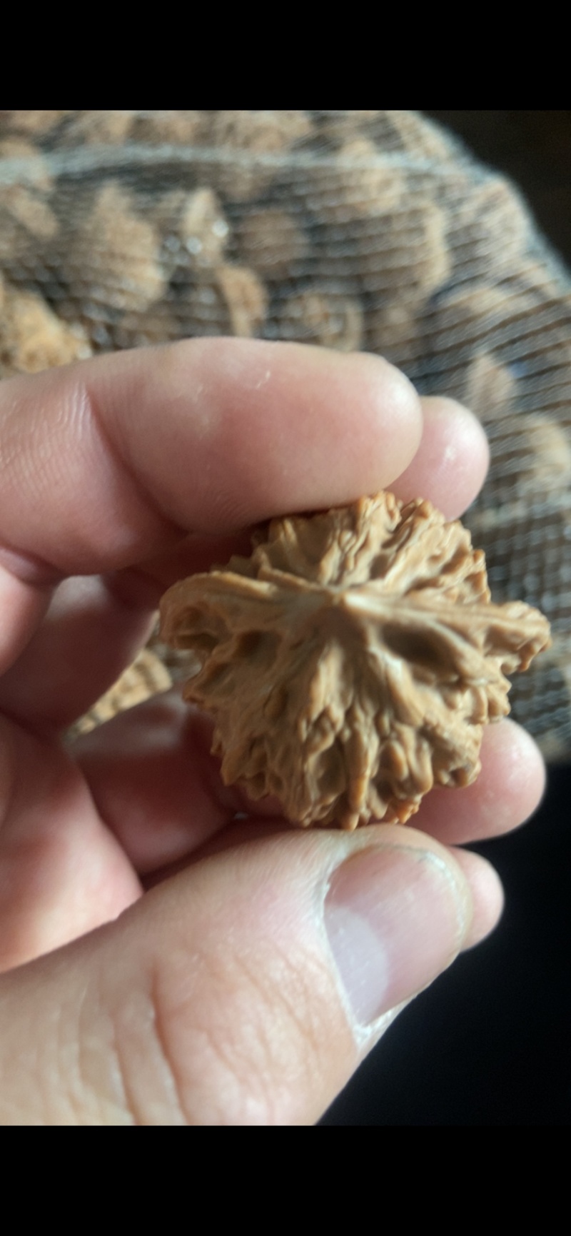 盘山公子帽5毛一个，产地直发，品质保障，有售后