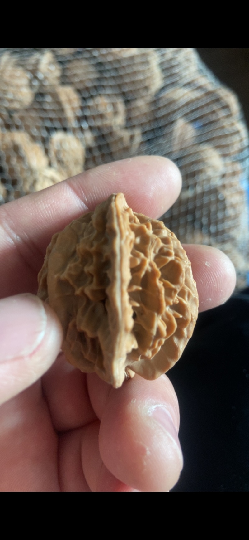 盘山公子帽5毛一个，产地直发，品质保障，有售后
