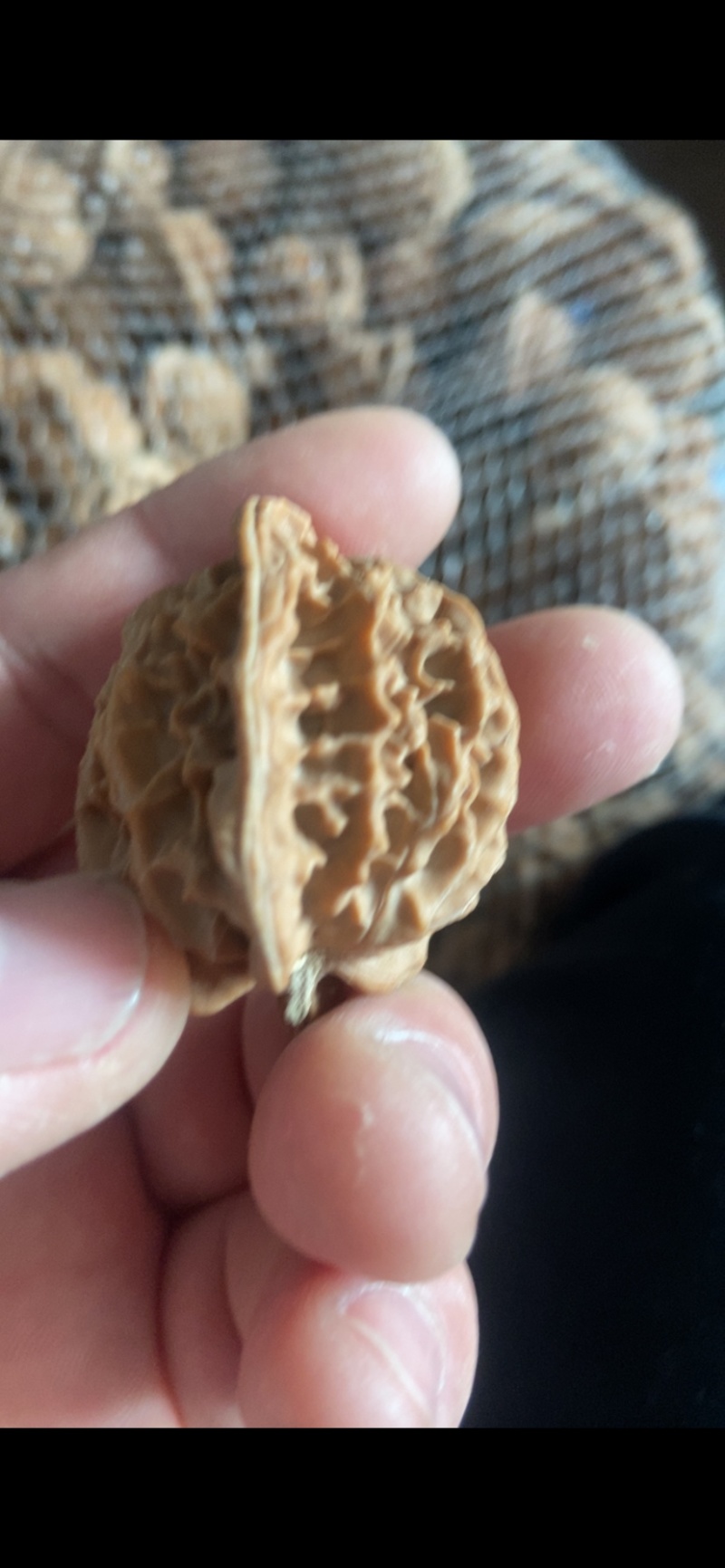 盘山公子帽5毛一个，产地直发，品质保障，有售后
