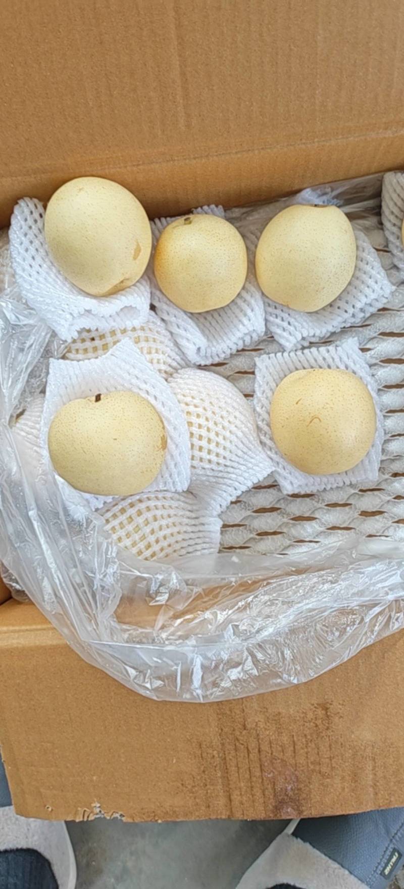 农户精品高质量皇冠梨装车中，有需要的老板联系