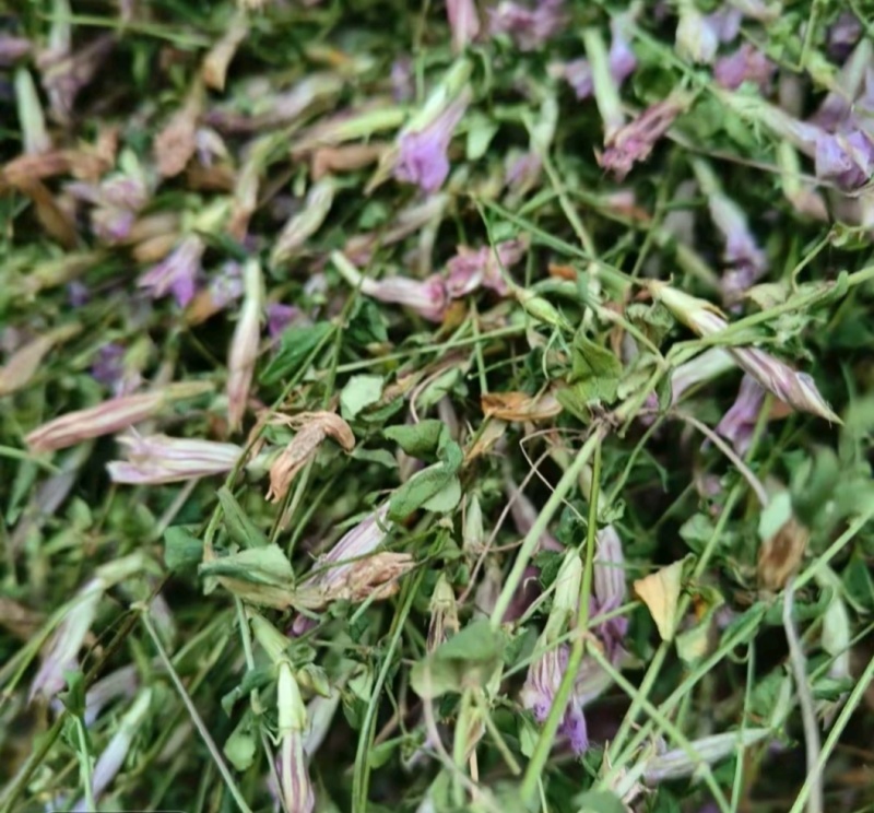 野生红花龙胆草小青鱼胆星秀花贵州傍雪开可食用包