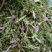 野生红花龙胆草小青鱼胆星秀花贵州傍雪开可食用包