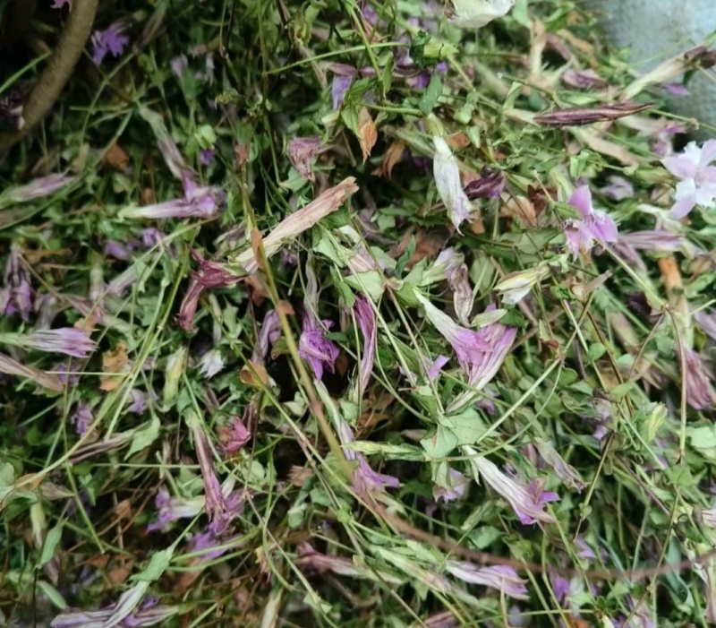 野生红花龙胆草小青鱼胆星秀花贵州傍雪开可食用包