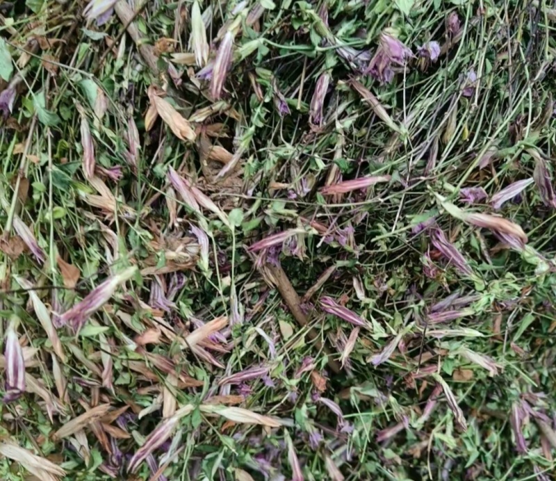 野生红花龙胆草小青鱼胆星秀花贵州傍雪开可食用包
